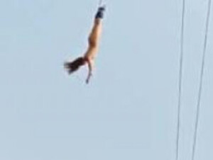 chiang mai nake bungee jump VIDEO Have you Guys ever seen anything like this?